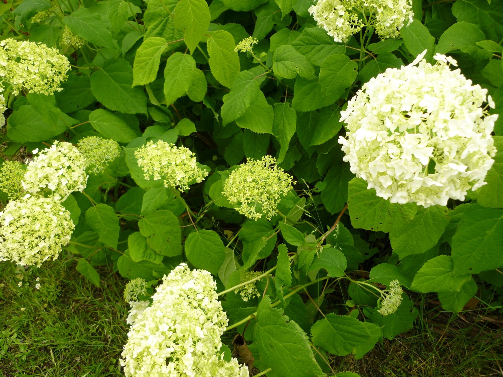 Hortensia