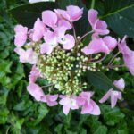 klimop met roze hortensia