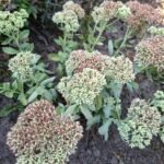 Sedum