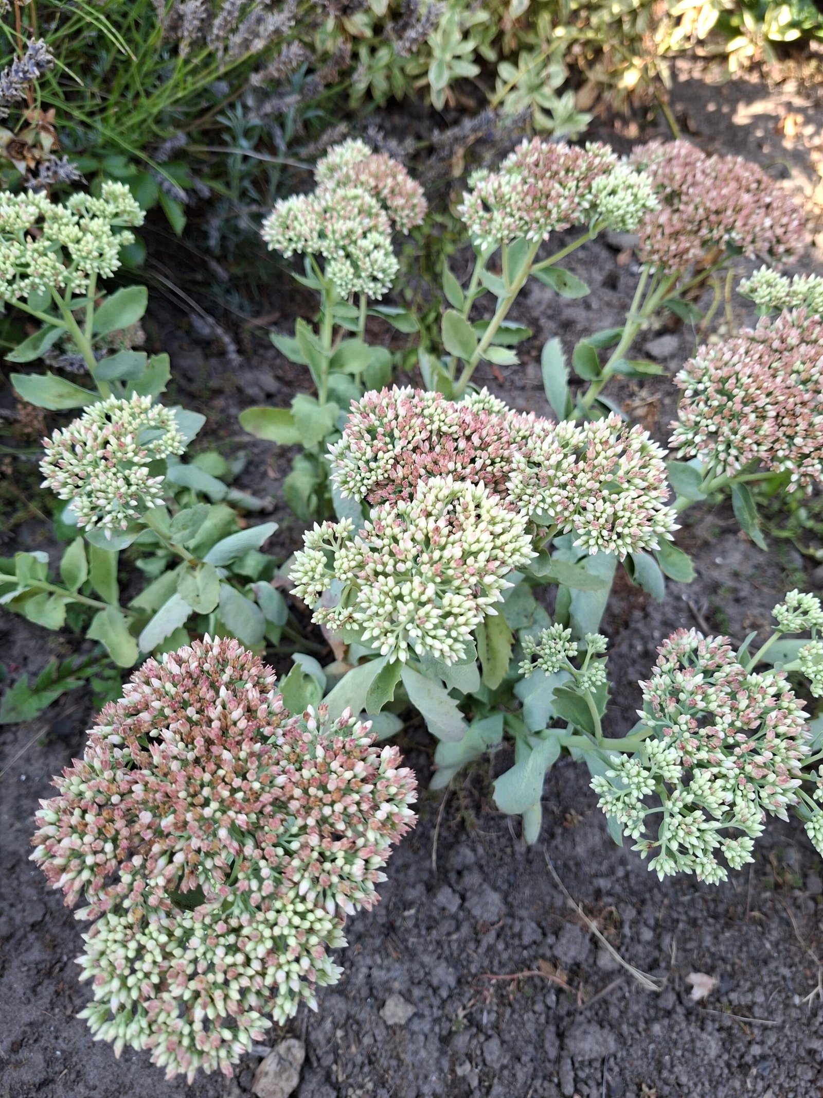 Sedum