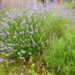 lavendel