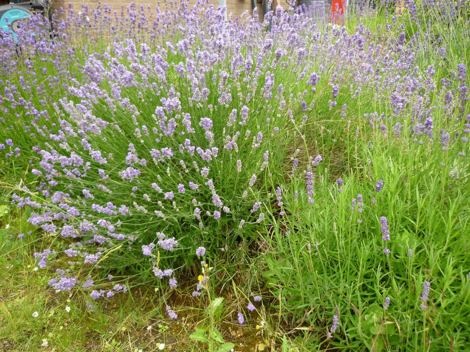 lavendel