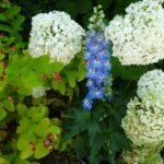 bloemen in cottagetuin