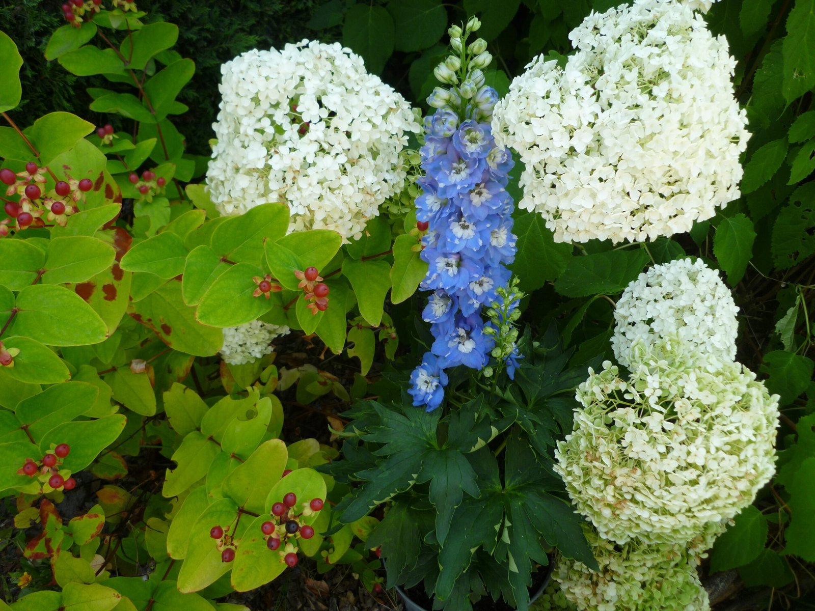 bloemen in cottagetuin