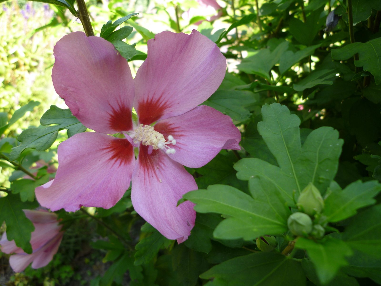 hibiscus